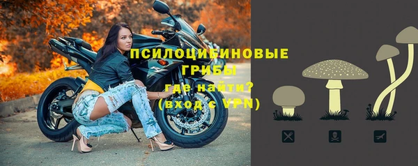 прущие грибы Аркадак